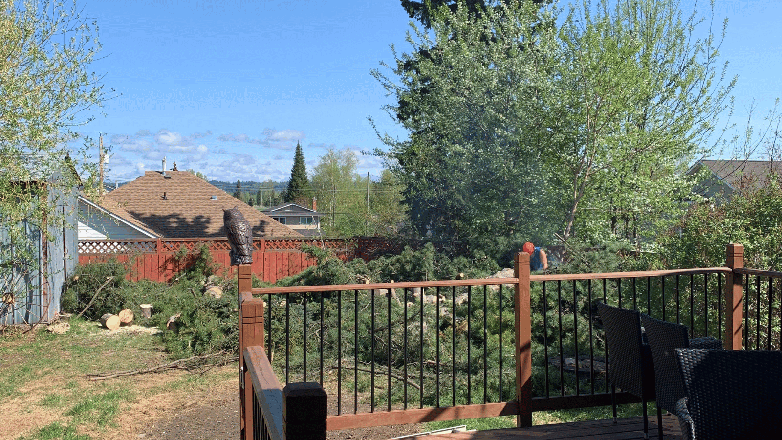 successful tree removal done by Cypress Tree Service