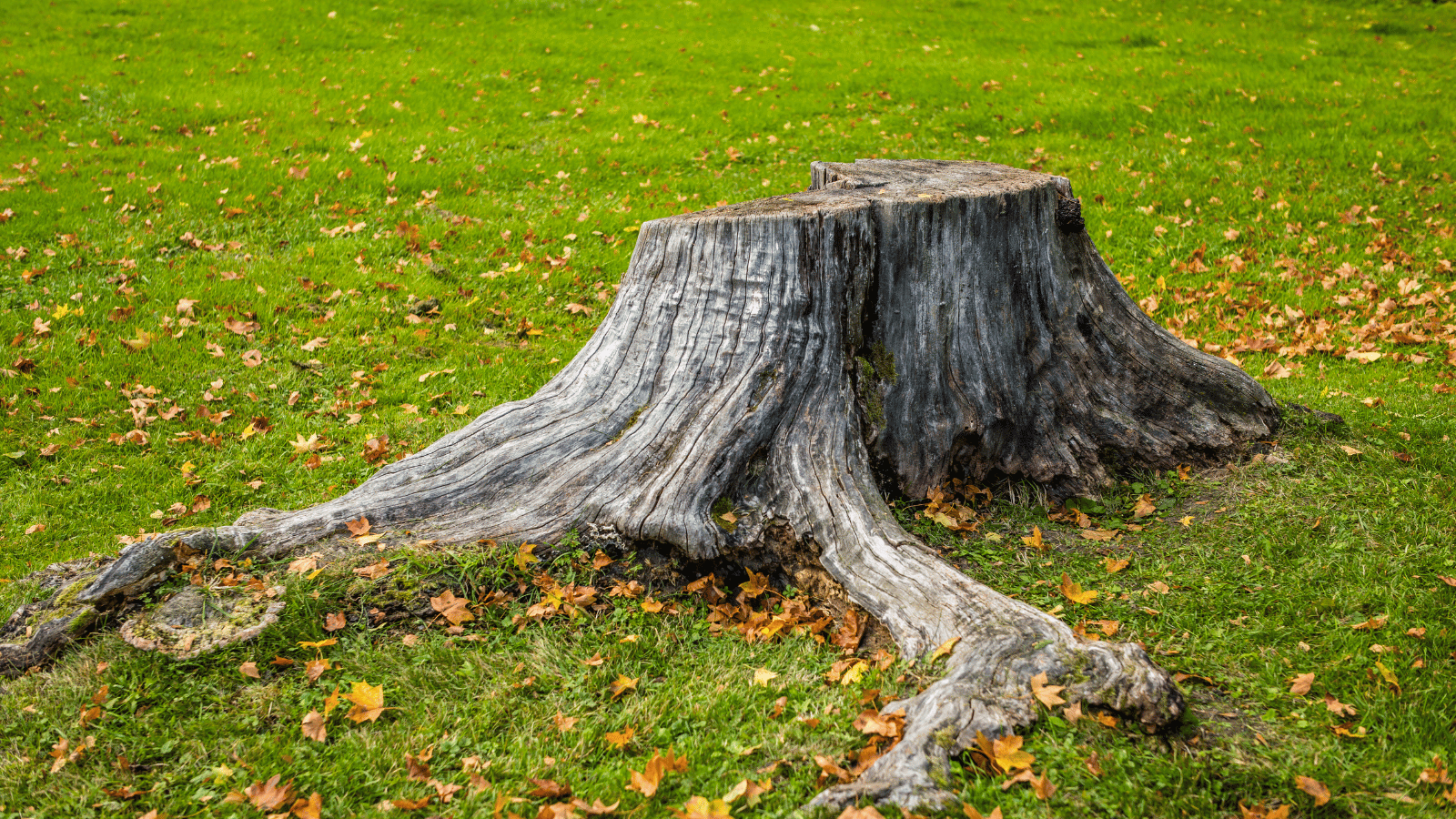 professional stump removal services by Cypress Tree Service