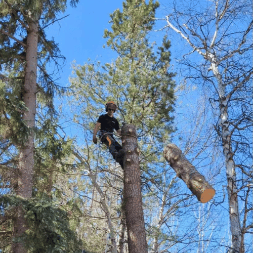 Isle Pierre tree care services by Cypress Tree Services