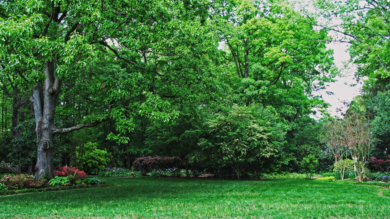 tree pruning done by Cypress Tree Services