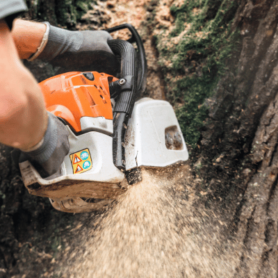 tree care services