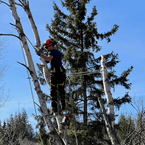 cypress tree services climbing a tree